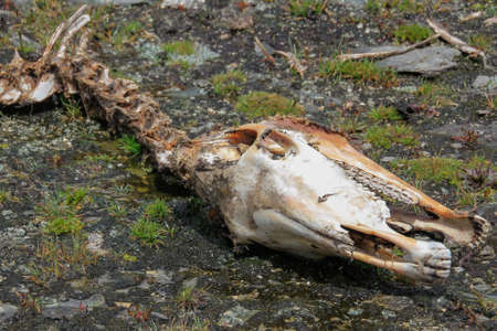 Horse bones on the mountains