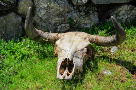 Cow Head on the mountainsの写真素材