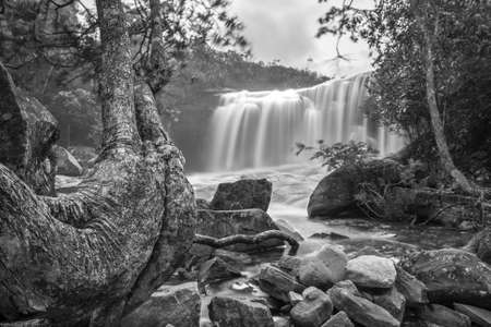 waterfall hidden in the forest with a rare form treeの写真素材