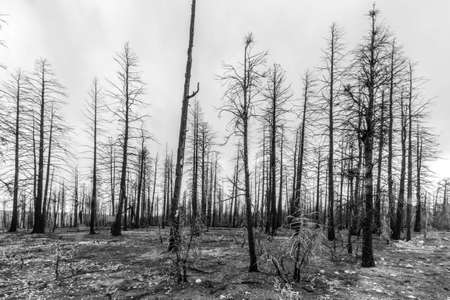 trees burned by great fire