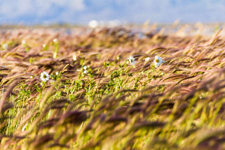 field of wheat