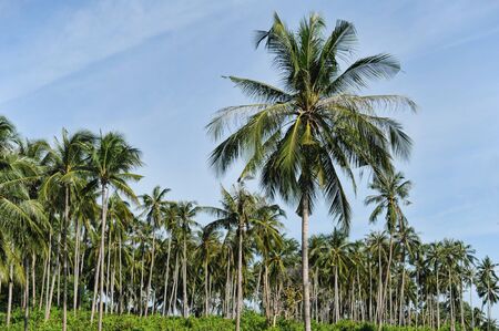 Palm trees on blue sky backgroundの写真素材