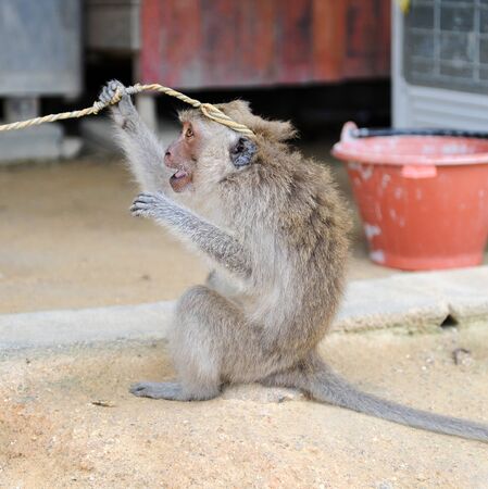 Monkeyの写真素材