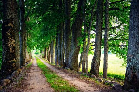 Road through a forest, summer landscapeの写真素材
