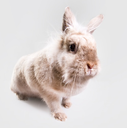 Adorable bunny indoorsの写真素材