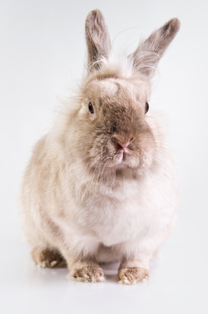 Adorable bunny の写真素材