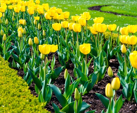 Beautiful yellow tulips outdoorsの写真素材