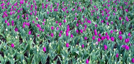 Purple tulips fieldの写真素材