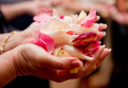Rose petals in woman's hand の写真素材