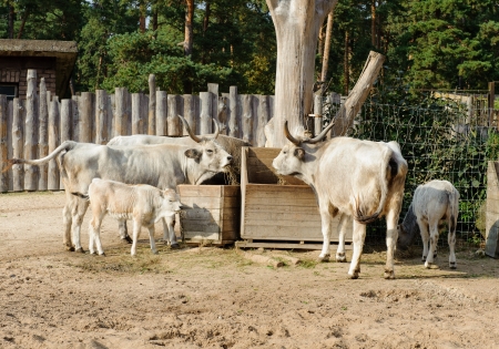 Hungarian grey cattle outdoorsの写真素材