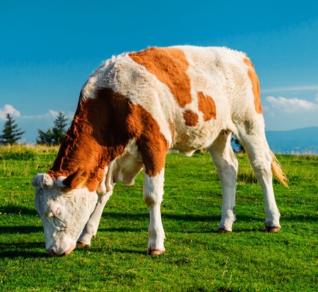 Cow grazing on meadow taken in Graz, Austriaの写真素材