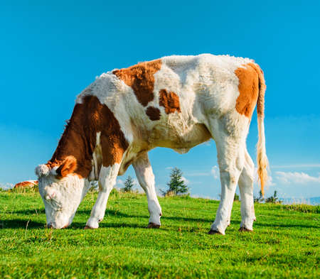 Cow grazing on meadow  Photo taken in Graz, Austriaの写真素材