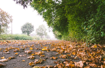 Autumn leaves on a asphaltの写真素材