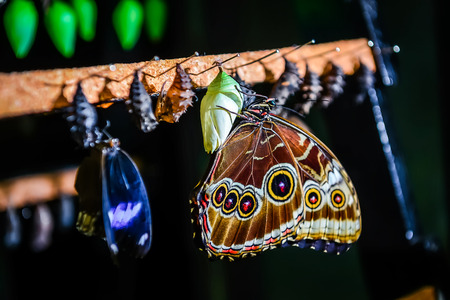 Closeup of Morpho peleides butterfly and chrysalisの写真素材