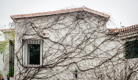 Exterior of white house covered with dry withered ivyの写真素材