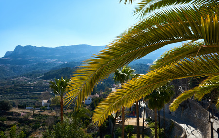 Leaves of palm tree against countryside landscape