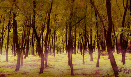 Roadside view inside a dense forest covered with fog on a cool morning during journey to a hill station named Matheran in India...のeditorial素材