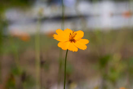 Yellow starburst on pastel yellow green and blue of nature yellow flower bloom with beautiful blue...