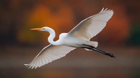 A stunning image of a Great Egret gracefully soaring through the air, showcasing its majestic wings against a vibrant autumn backdrop, highlighting nature's beauty.の素材