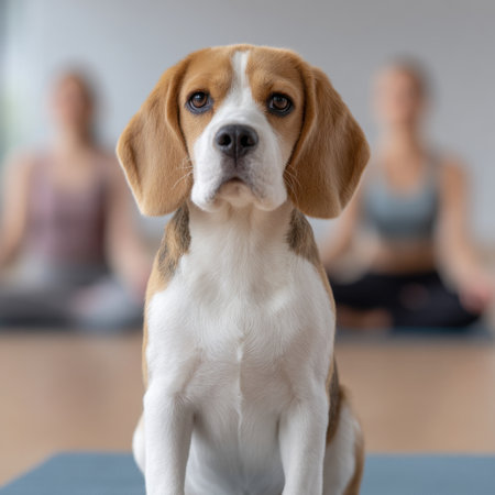 A beagle dog peacefully sits among yoga practitioners in a serene studio, showcasing the bond between pets and wellness practices, highlighting calmness and companionship.の素材