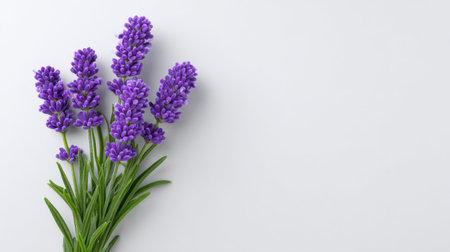A beautifully arranged bunch of fresh lavender flowers resting on a clean white background. Ideal for concepts related to nature, beauty, and wellness.の素材