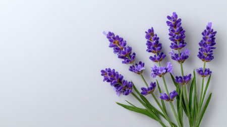 Beautiful lavender flowers arranged gracefully on a light background, highlighting their vibrant color and delicate petals, perfect for nature-inspired projects.の素材