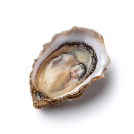 A pristine oyster shell showcasing a fresh oyster inside, highlighting its natural beauty against a clean white background, perfect for culinary themes.の素材