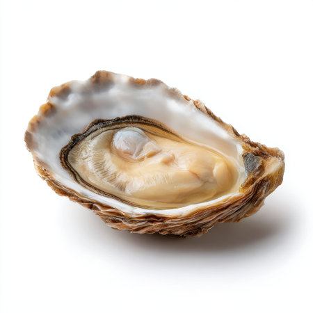 A fresh oyster is showcased on a pristine white background, highlighting its shiny shell and succulent meat. Perfect for culinary applications.の素材