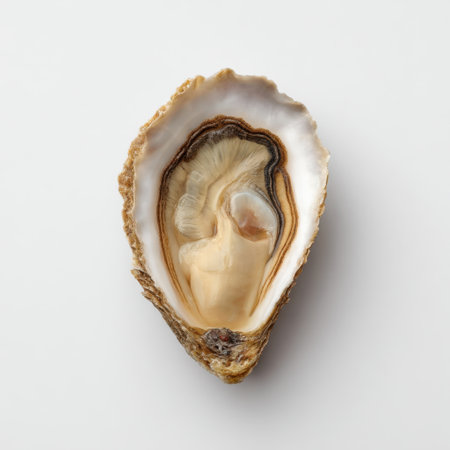 This image features a fresh, open oyster showcasing its intricate patterns and textures against a light background, emphasizing culinary and marine themes.の素材
