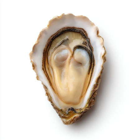 A beautifully arranged fresh oyster shell showcasing its moist meat and intricate textures. Perfect for culinary projects, menus, and food photography.の素材