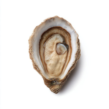 This image features a fresh open oyster, highlighting its natural beauty and emphasizing its appeal as a gourmet culinary ingredient. Perfect for seafood lovers!の素材
