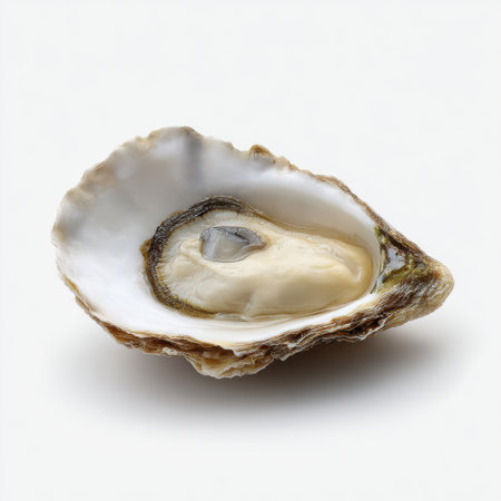 This image features a single fresh raw oyster resting on its shiny shell against a clean white background, ideal for food-related projects.の素材