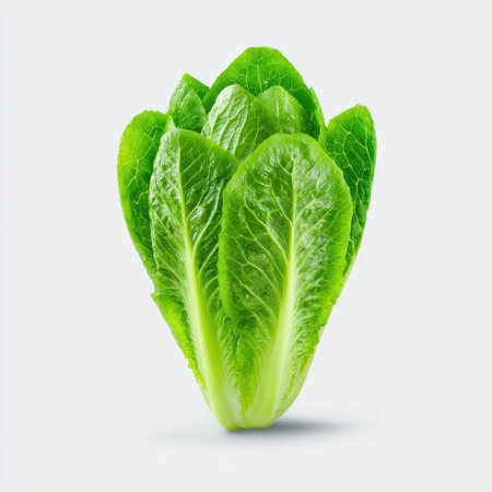 A vibrant head of fresh green romaine lettuce showcases crisp, tender leaves against a light gray background, symbolizing health and nutrition.の素材