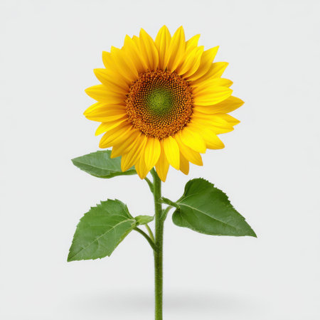 A stunning sunflower showcasing bold yellow petals and lush green leaves, set against a soft gray background, perfect for nature-themed projects.の素材