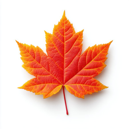 This stunning image features a vibrant red and orange maple leaf isolated against a white background, capturing the exquisite details and colors of nature.の素材