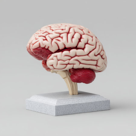 This realistic anatomical model of the human brain is ideal for educational purposes, showcasing detailed structures for medical students and professionals.の素材