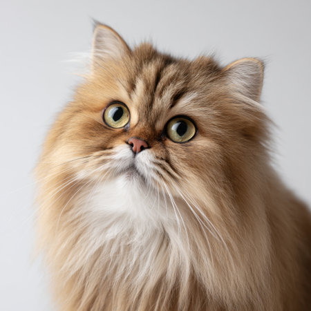 A charming close-up portrait of a fluffy cat with striking green eyes, showcasing its playful and curious expression against a soft light background.の素材