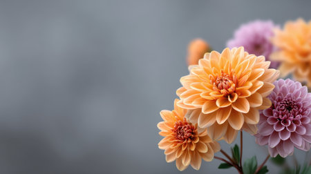 A stunning close-up of blossoms in soft orange and purple hues, showcasing delicate petals and a serene natural arrangement against a neutral backdrop.の素材