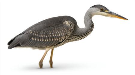 This striking image captures a heron standing elegantly against a white background, highlighting its intricate feather patterns and distinctive features.の素材
