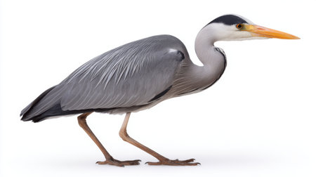A captivating close-up of an elegant grey heron poised gracefully with a long neck and sharp beak, set against a pure white background, showcasing its stunning features.の素材