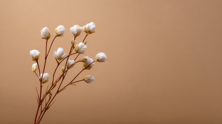 This image showcases delicate white flowers against a soft brown background, perfect for conveying simplicity and tranquility in design projects.の素材