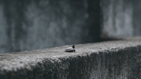A small turtle rests on a weathered concrete surface, surrounded by muted natural tones, creating a serene and tranquil atmosphere ideal for wildlife photography.の素材
