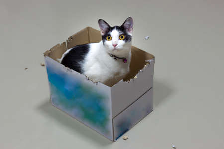 The cat's sitting in a box on the floor.の写真素材