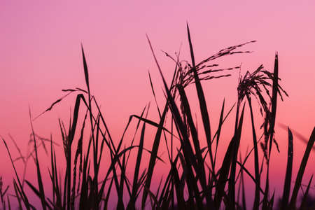 Thai jasmine rice in the winter season.の写真素材
