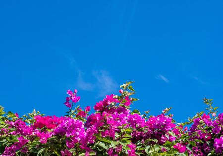 Beautiful pink bougainvillea, bright blue sky background.の写真素材