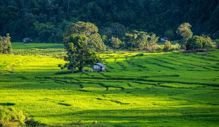 Beautiful lush green terraced rice fields, afternoon sun, Doi Inthanon national park, Chiang Mai, Thailand.の写真素材