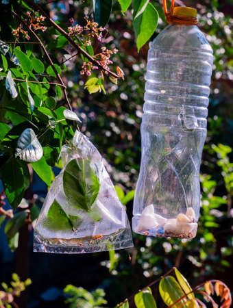 Fruit fly traps made and modifies from plastic bags and botttles are used to protect the fruits...