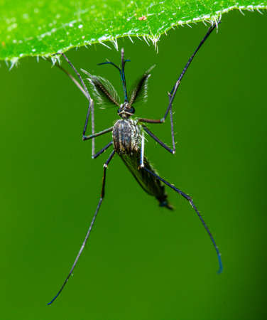 A mosquito is at rest by hiding and hanging under a leaf.