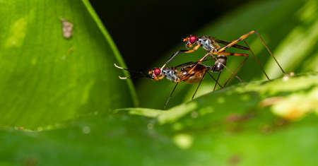 Long-legged flies are mating on a leaf.