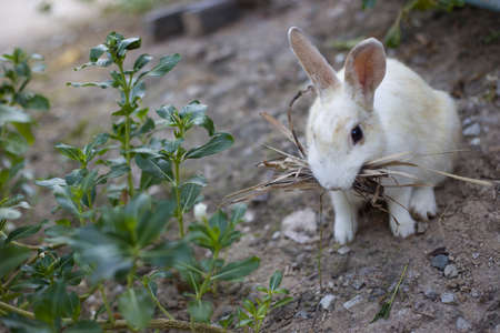 rabbitの写真素材